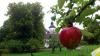 Äppeldagen på Skoklosters slott på lördag 14/9 | Foto: Skoklosters slott