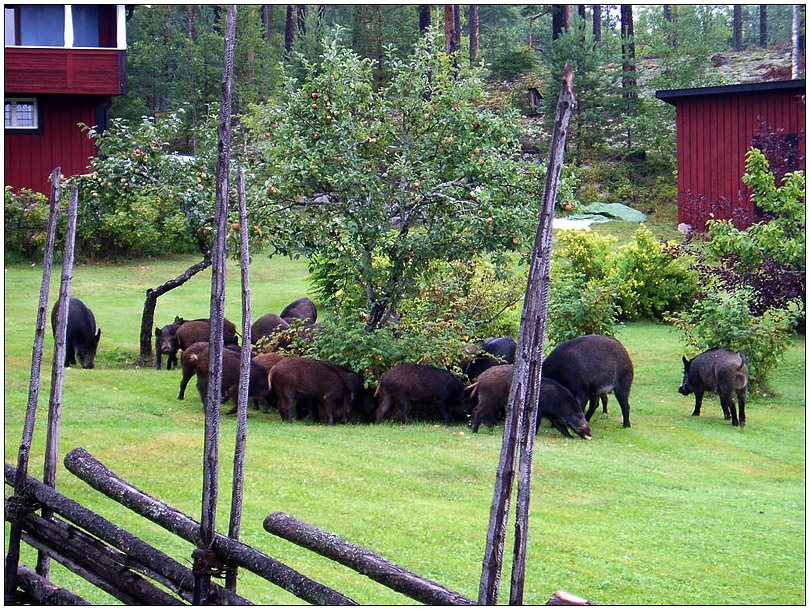 På besök i en trädgård