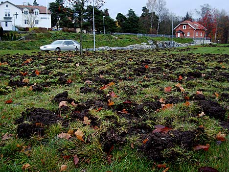 Vildsvinsjakt i Bålsta | Foto (arkiv): Attila Gal