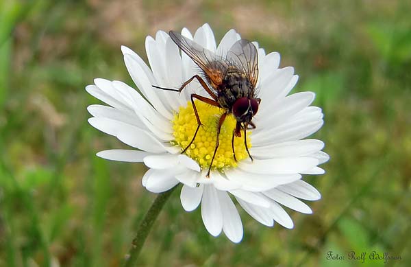 Bellis med fluga | Foto: Rolf Adolfsson
