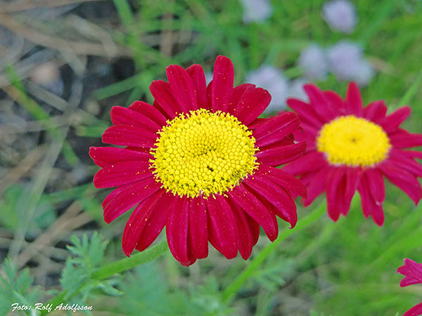 Röd prästkrage | Foto: Rolf Adolfsson