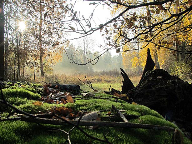 Dimma | Foto: Siv Sköld