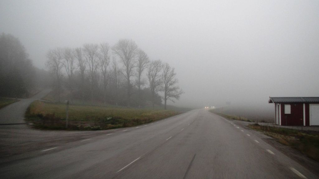 Dimma på väg | Foto: Siv Sköld