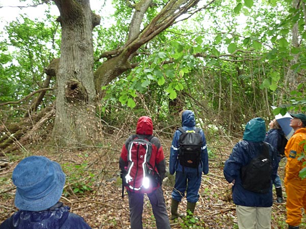 Jätteeken vid Nederhassla studeras