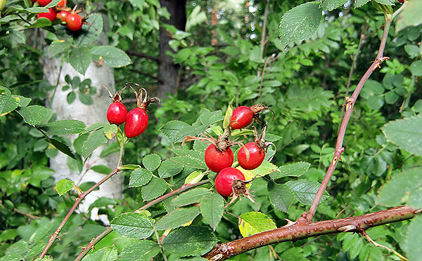 Nypon | Foto: Rolf Adolfsson