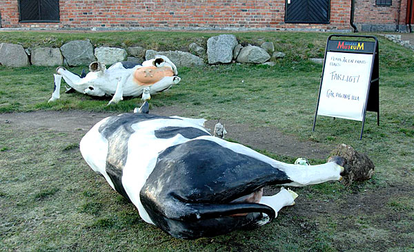 Kossorna vid Åbers saboterade | Foto: Tore Dahlström