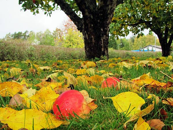 Höstlöv och nedfallna äpplen | Foto: Siv Sköld