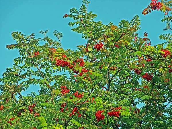 Foto: Rolf Adolfsson