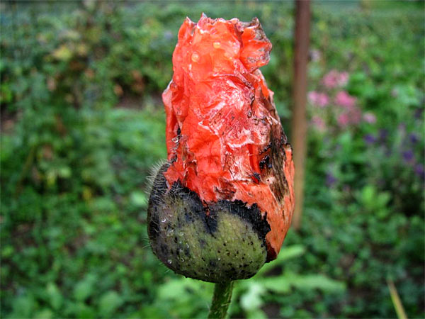 Vallmo | Foto: Siv Sköld