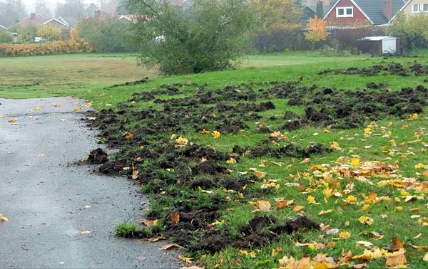 Vildsvin plöjde här | Foto: Rolf Adolfsson