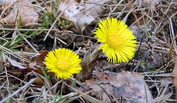 Tussilago | Foto: Rolf Adolfsson