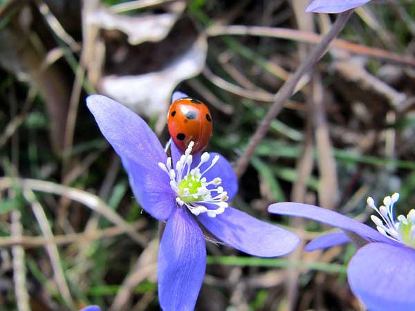 Blåsippa | Foto: Siv sköld