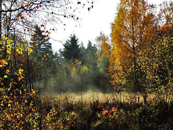 Solen o fukten går upp till dimma | Foto: Siv Sköld