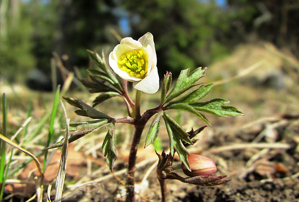 Vitsippa | Foto: Siv Sköld