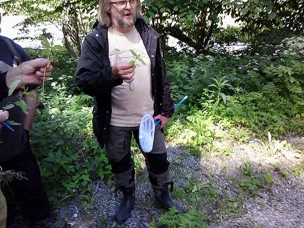 Mora visar en blekbalsamin