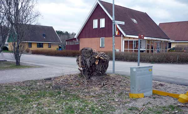 Nedsågad pil vid Nybyggets förskola | Foto: Håkan Nihlman