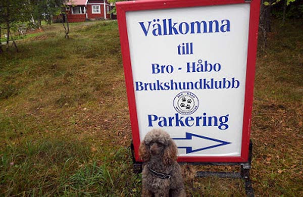 Hundsnack på Håbo Närradio | Foto: BHBHK
