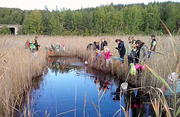 Deltagare håvar efter vattendjur vid en av salamanderdammarna | Foto: Håkan Nihlman