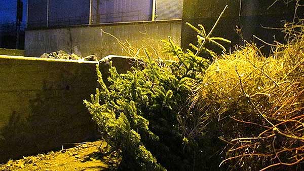 Återvinn granen och annat julpynt 