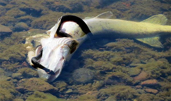 Foto: Rolf Adolfsson