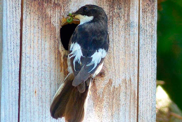 Svartvita flugsnapparen hjälper till och mata blåmesens ungar | Foto: Siv Sköld
