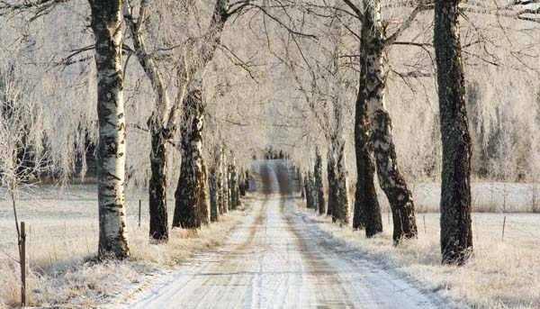 Foto: Rolf Adolfsson