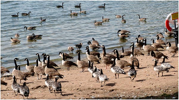 Foto: Rolf Adolfsson