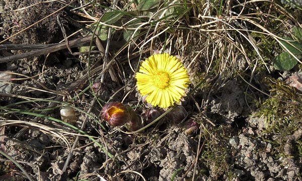 Foto: Rolf Adolfsson