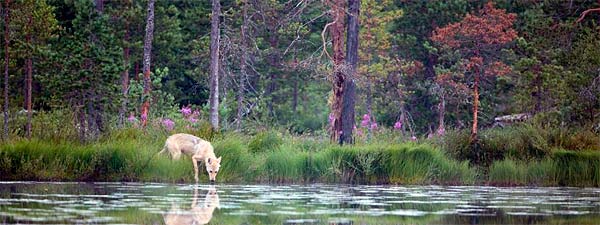 Rädda Upplandsstiftelsen
