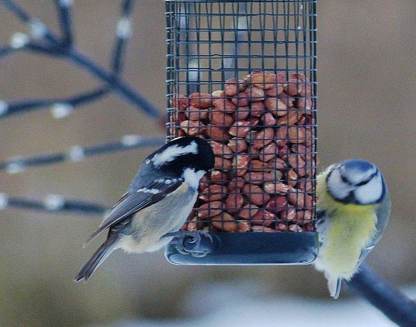 Våra fåglar hemma hos oss i Kivinge Bålsta