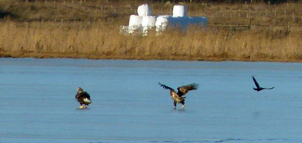 Havsörnar vid Hjälstaviken | Foto: Siv Sköld
