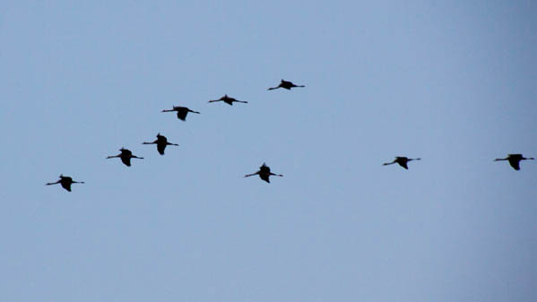 Långfärdspendlare mellanlandar i Håbo | Foto: Rolf Adolfsson
