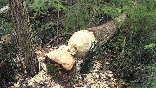 Bäver i Bålsta | Foto: Rolf Adolfsson