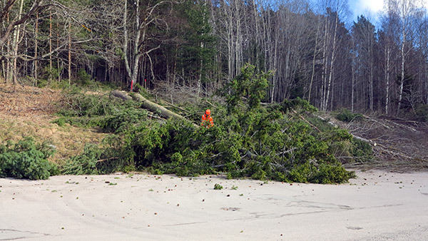 På Skärtorsdagen startades avverkningen av skogen vid pendlarparkeringen | Foto: Rolf Adolfsson