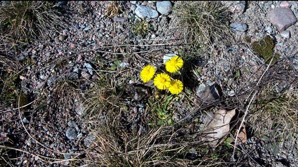 Hästhov, Hästhovsört, även kallad tussilago (Tussilago farfara) | Foto: Rolf Adolfsson