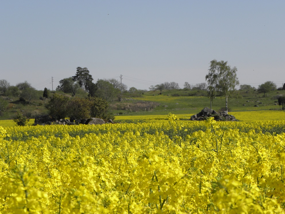 Rapsåkern vid Håtuna/Eriksund