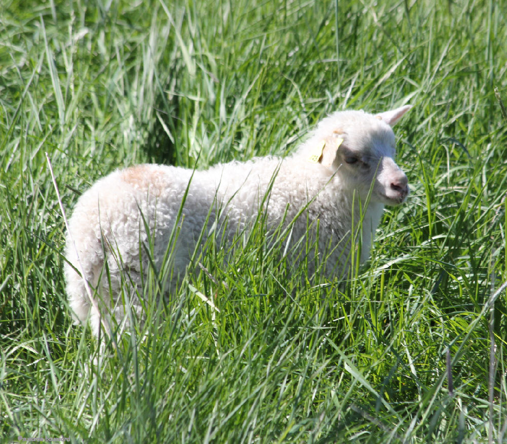 Foto: Susanne Boussard