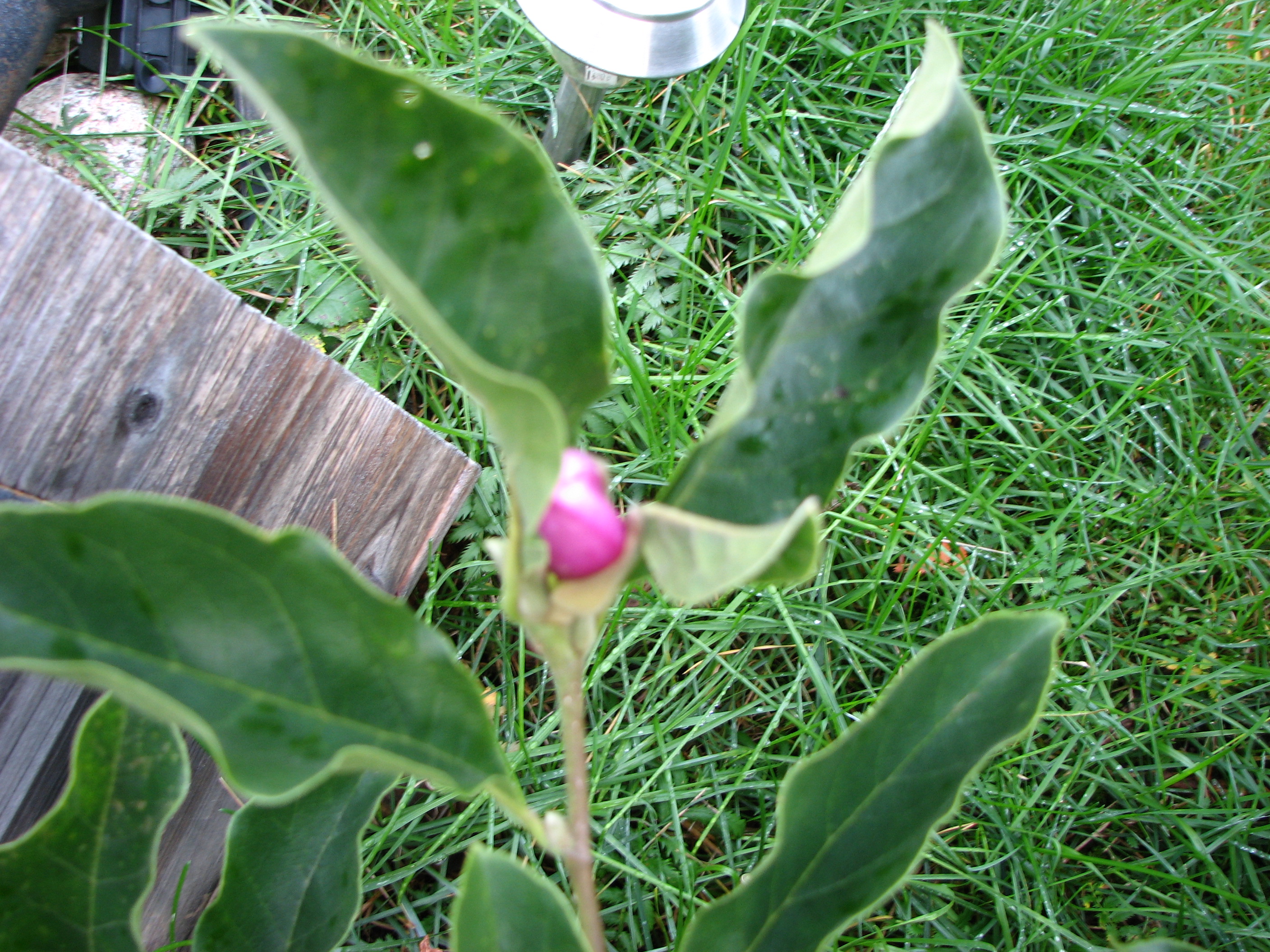 Magnoliaknopp