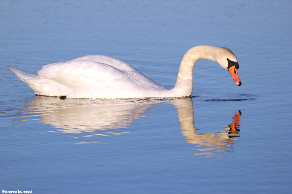 Spegel spegel ... | Foto: Susanne Boussard