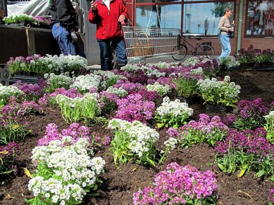 Blommor i centrum Blommor i centrum